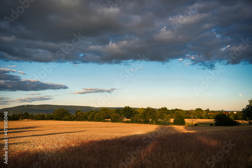 German landscape near Heidelberg with a corn field and trees. Sunshine after a rainstorm.