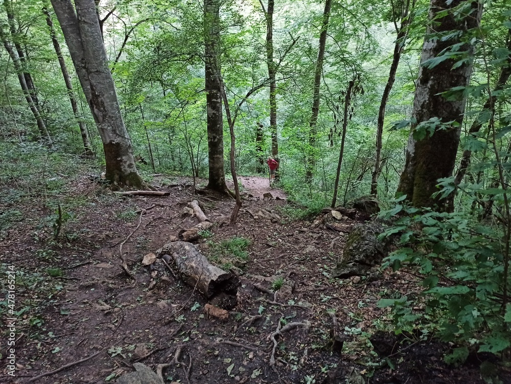 Fototapeta premium Forest