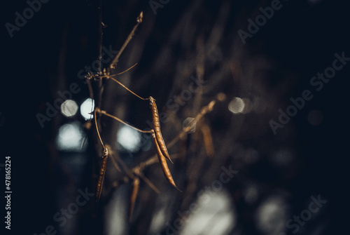 spider on a black background