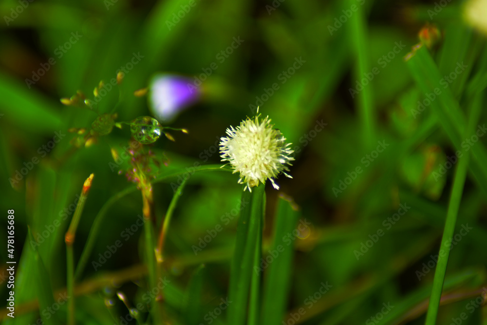 dandelion dandelion