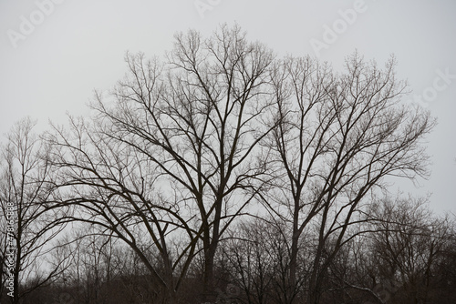 trees and gray sky