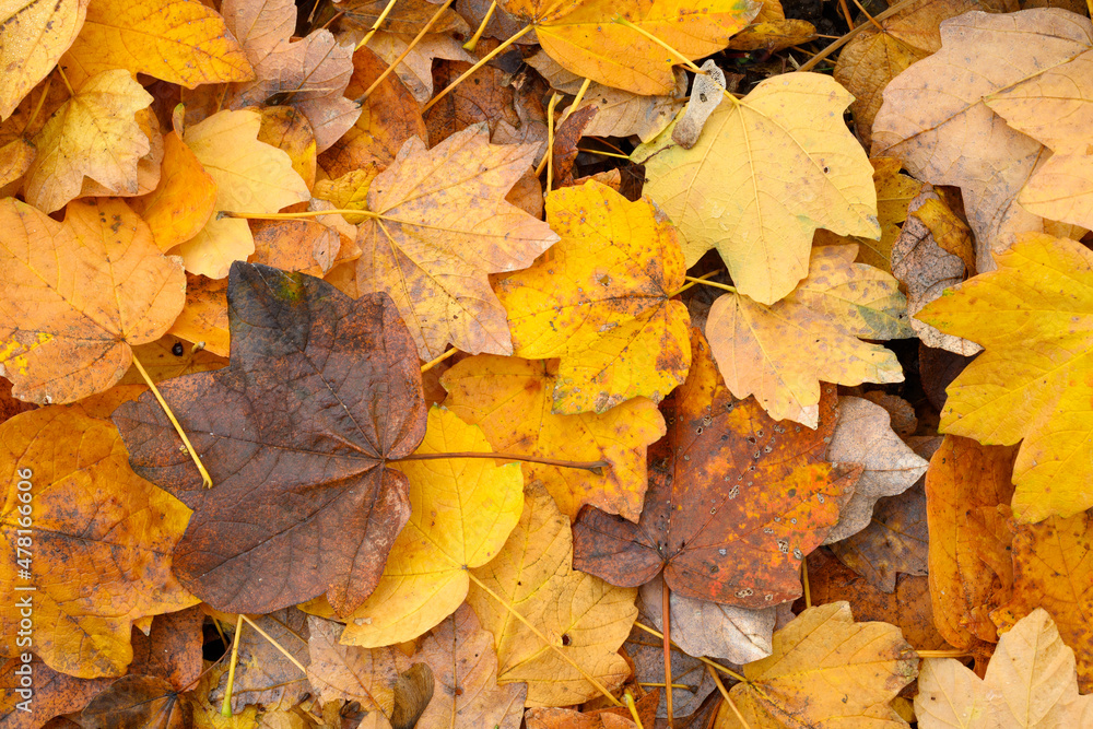 Bed of fallen leaves of maple tree Bed of fallen leaves of maple tree