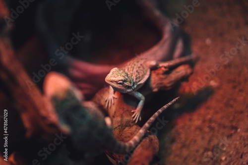 Photography lizard on a branch