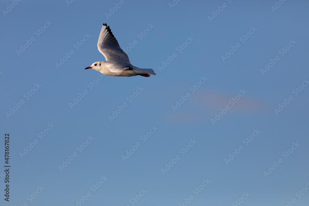 Gaviota reidora (Chroicocephalus ridibundus) en vuelo sobre un cielo azúl. Tarragona, España, Mar Mediterráneo. Gaviota reidora (Chroicocephalus ridibundus) en vuelo sobre un cielo azúl. Tarragona, España, Mar Mediterráneo.