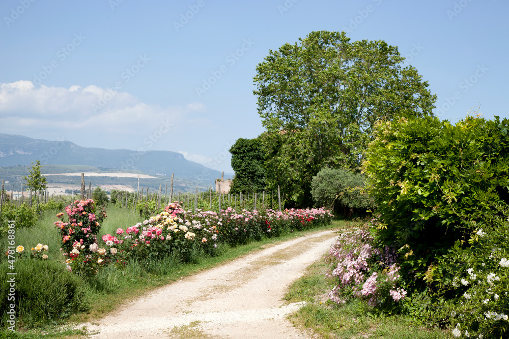 Fototapeta premium strada