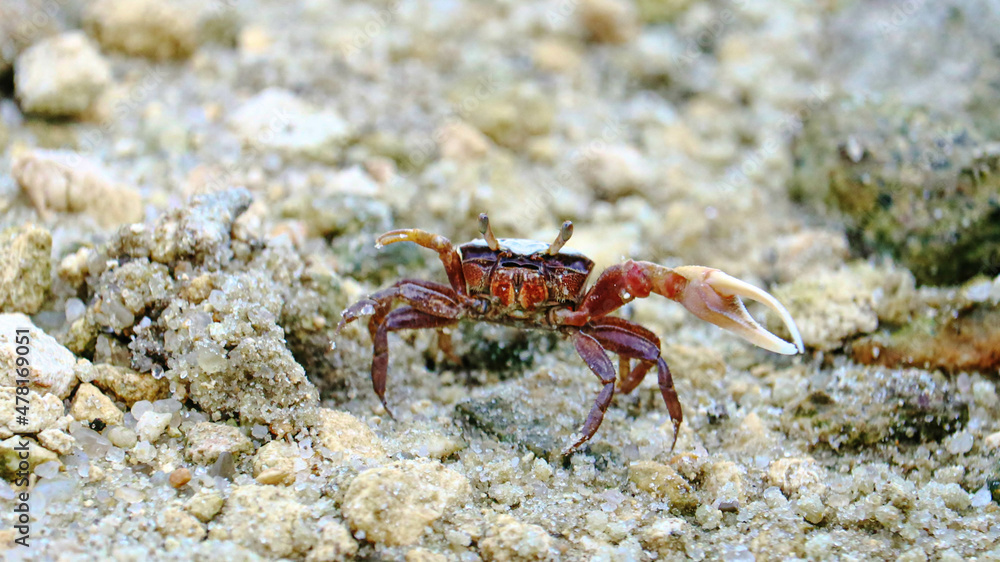 Crab