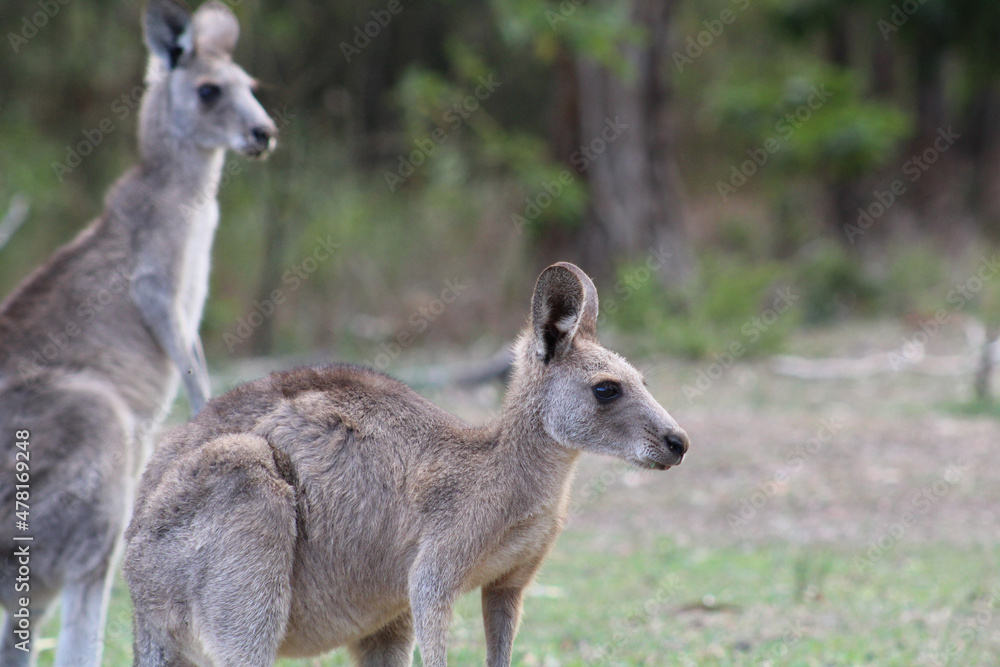 Kangaroos Kangaroos