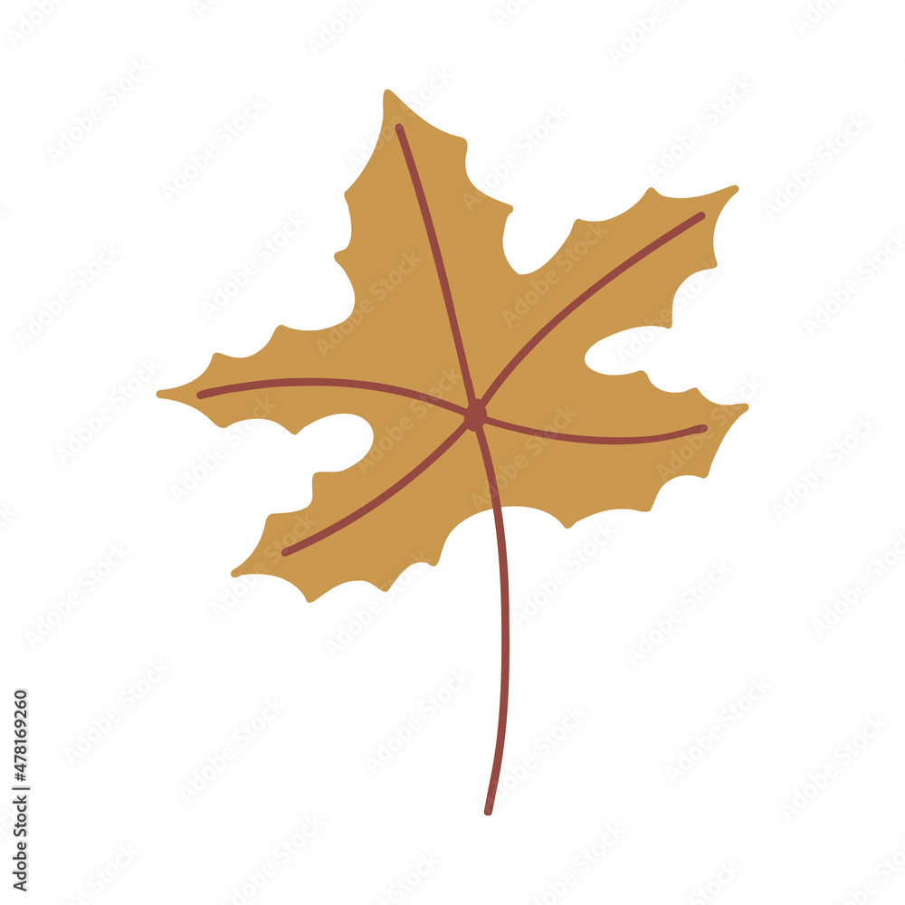 Fototapeta premium Brown maple leaf