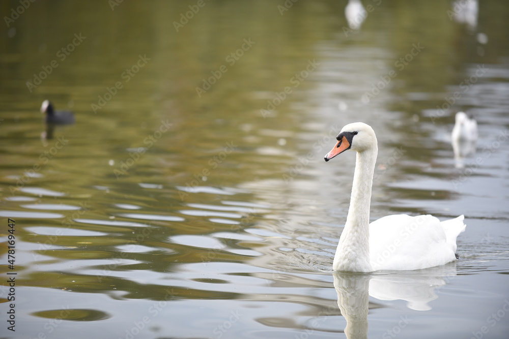 Fototapeta premium swan on the lake