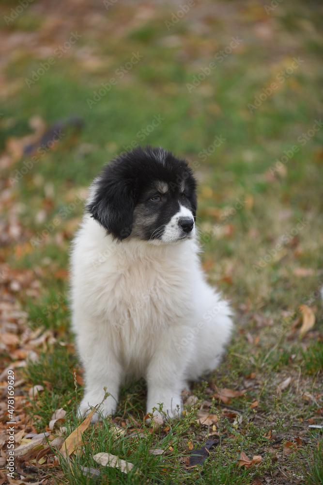 border collie puppy border collie puppy