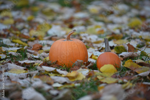 pumpkin in autumn