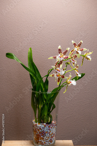 Fototapeta Naklejka Na Ścianę i Meble -  Orchideen, Blüten