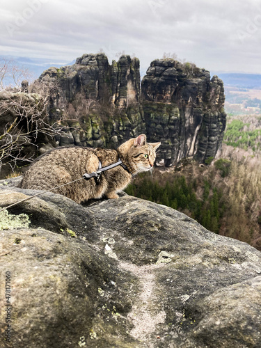 Cat in the mountains with rocks in the background