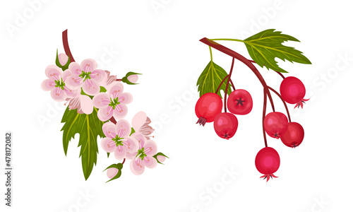 Hawthorn Berry Branch with Cluster of Red Round Small Pome Fruits and Blooming Twig Vector Set