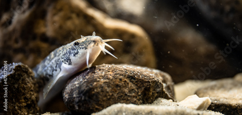 Stone loach (Barbatula barbatula) close-up