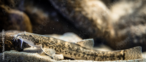 Stone loach (Barbatula barbatula) close-up photo