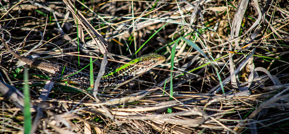 Beautiful male Balkan wall lizard (Podarcis tauricus) in dry grass