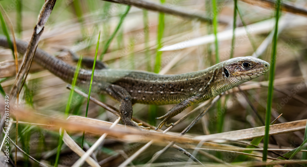 Young European green lizard (Lacerta viridis) in the grass, close-up Young European green lizard (Lacerta viridis) in the grass, close-up