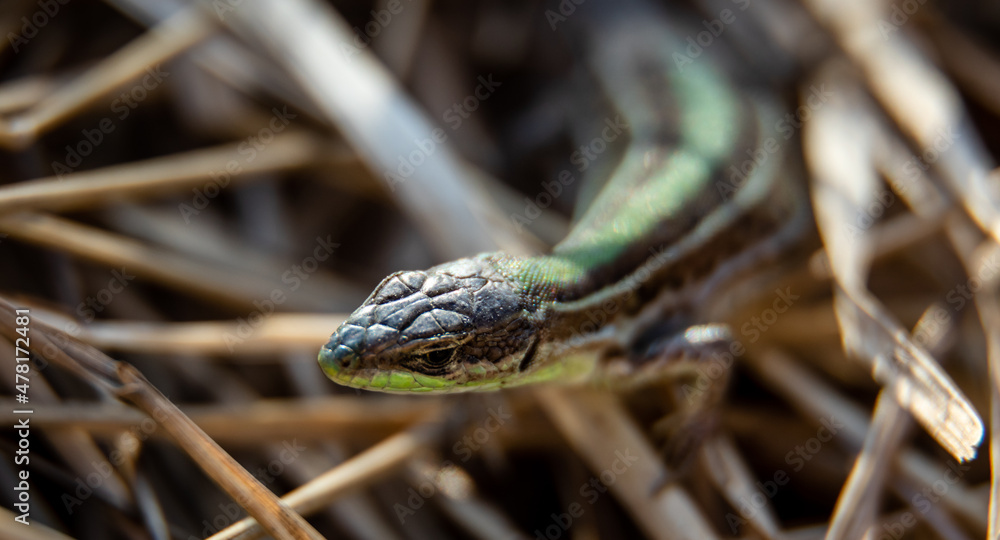 Fototapeta premium Female Balkan wall lizard (Podarcis tauricus) in dry grass, close-up