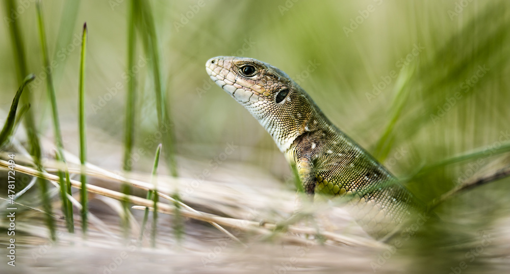 Naklejka premium Young European green lizard (Lacerta viridis) in the grass, close-up