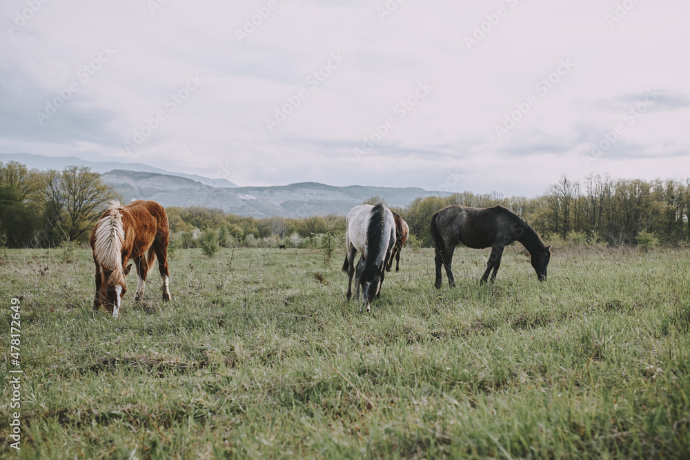 Fototapeta premium nature mammal horse in the field landscape countryside