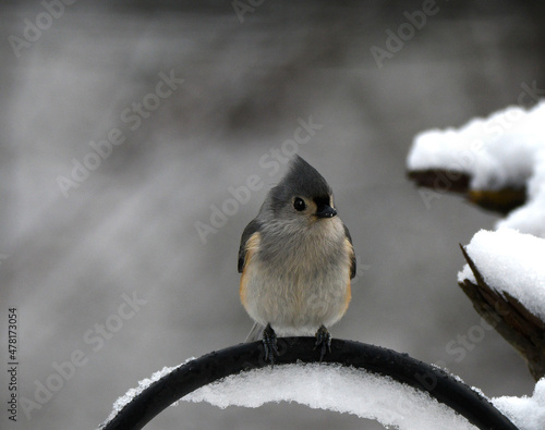 titmouse
