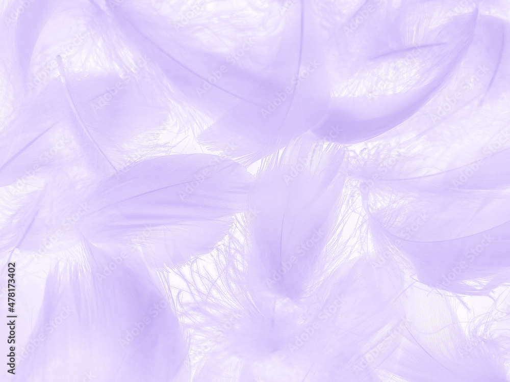 Beautiful abstract purple feathers on white background, gray feather texture on dark pattern and purple background, colorful feather wallpaper, love theme, valentines day, light purple gradient Beautiful abstract purple feathers on white background, gray feather texture on dark pattern and purple background, colorful feather wallpaper, love theme, valentines day, light purple gradient
