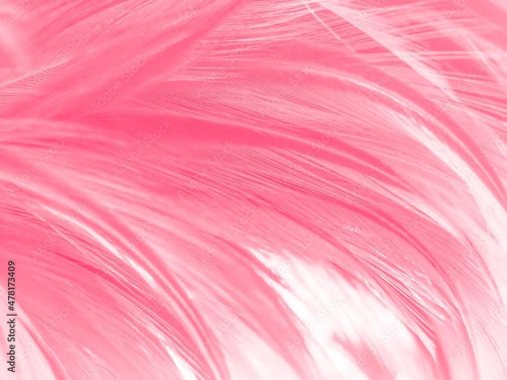 Beautiful abstract light pink feathers on white background, white feather frame on pink texture pattern, pink background, love theme wallpaper and valentines day, white gradient Beautiful abstract light pink feathers on white background, white feather frame on pink texture pattern, pink background, love theme wallpaper and valentines day, white gradient