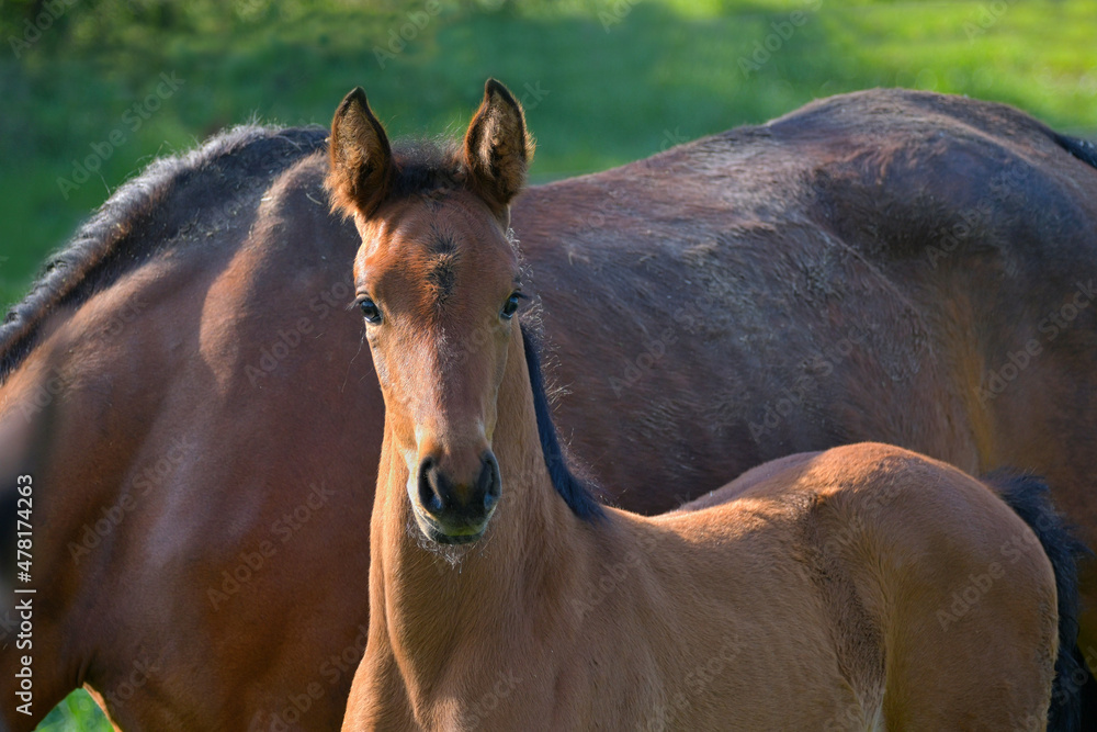 Fototapeta premium Portrait of a cute bay warmblood filly.