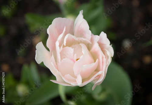 light pink terry tulip flower