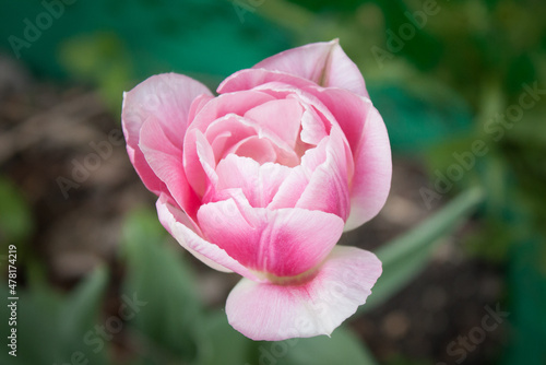 Fototapeta Naklejka Na Ścianę i Meble -  pink terry tulip flower