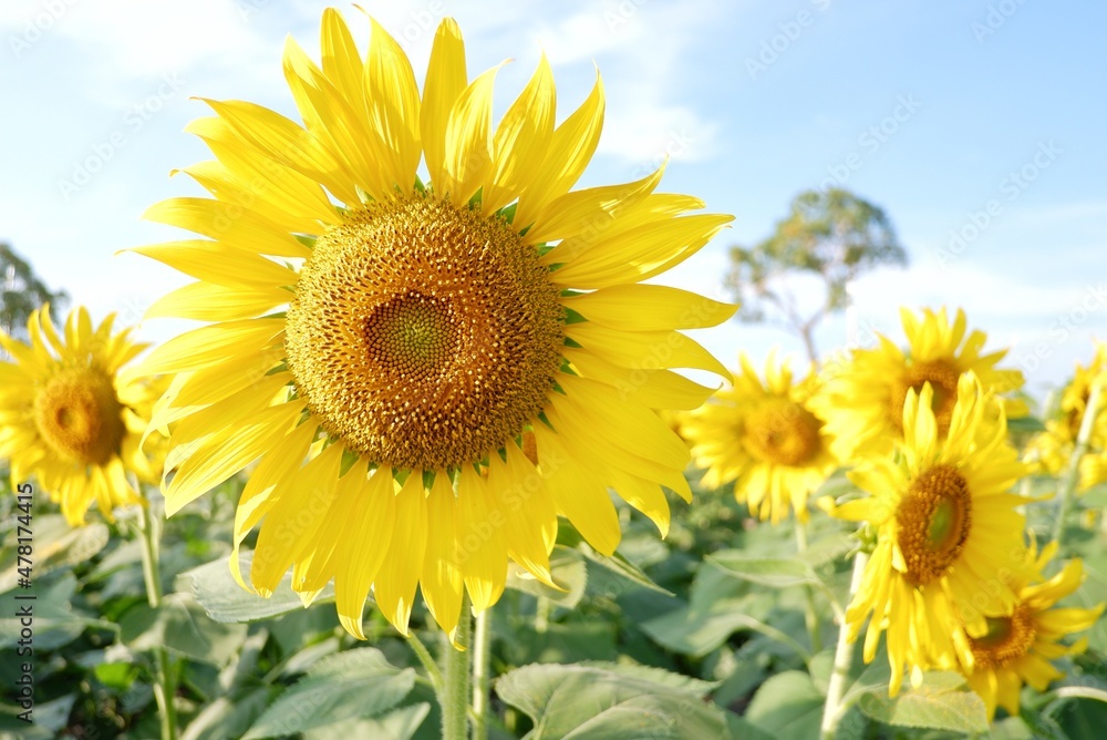 A beautiful yellow Sunflower blossom in a garden with blurred green nature background and white sky