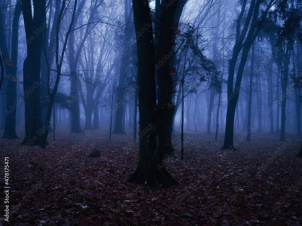 Gloomy dark forest at dusk. Mysterious autumn forest in blue colors. Twilight in the woods. Spooky place.