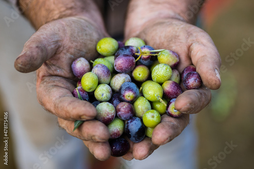 Making of extra virgin olive oil in apulia, italy