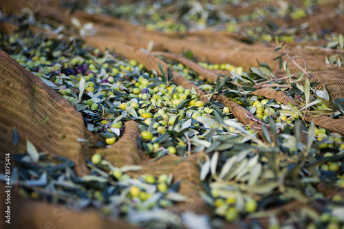 Tableau sur toile Making of extra virgin olive oil in apulia, italy