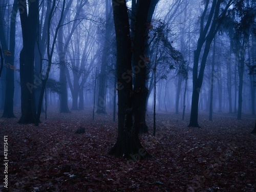 Fototapeta Naklejka Na Ścianę i Meble -  Gloomy dark forest at dusk. Mysterious autumn forest in blue colors. Twilight in the woods. Spooky place.