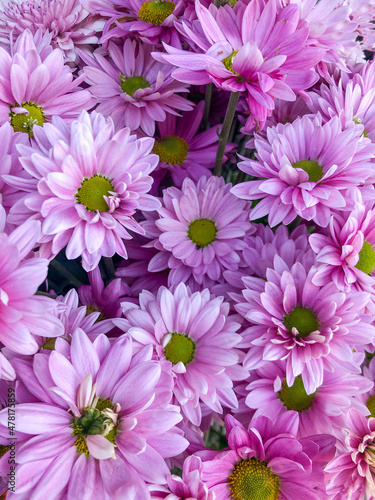 pink chrysanthemums or daisy flowers