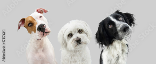 Obraz na plátne Banner three curious thinking dogs tilting head side