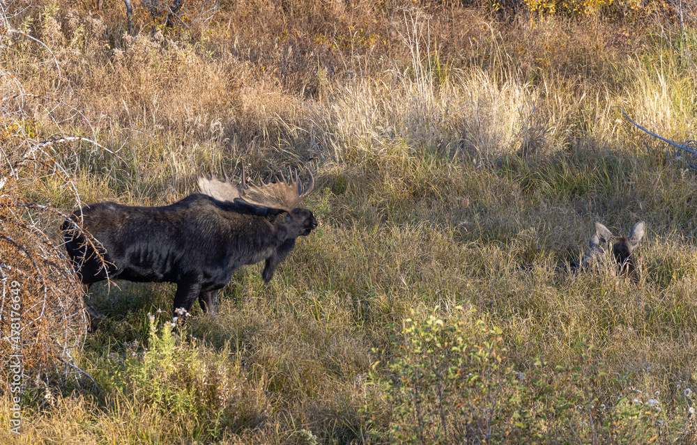 Shiras Bull and Cow Moose Rutting in Wyoming in Autumn Shiras Bull and Cow Moose Rutting in Wyoming in Autumn