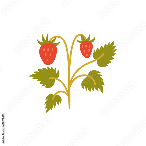 Fototapeta Naklejka Na Ścianę i Meble -  Red strawberry fruit