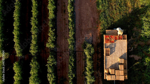 Quadro su tela Hi aerial view of man sorting tomatoes on flatbed trailer at sunrise