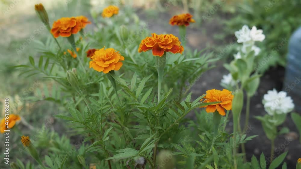 Bright and beautiful flowers in the spring garden. Blooming calendula flower has blossomed close-up Bright and beautiful flowers in the spring garden. Blooming calendula flower has blossomed close-up