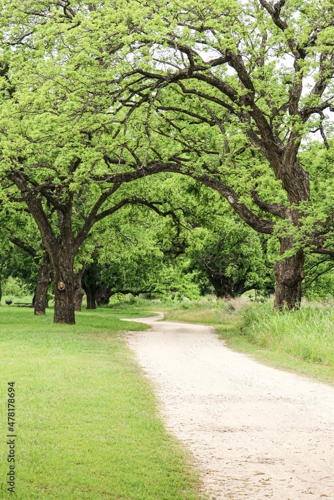 Texas trees over dirt road