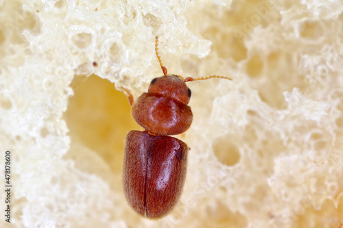 Lasioderma serricorne commonly known as the cigarette beetle, cigar beetle or tobacco beetle, is pest of tobacco, dried herbs and many of others stored products. Beetle on bread. photo