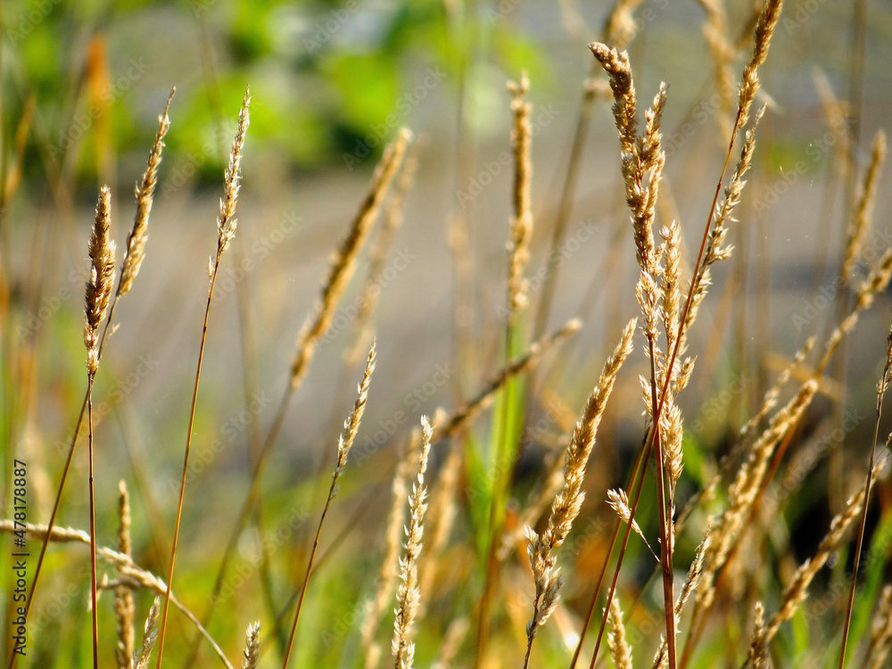 Wheat Blowing