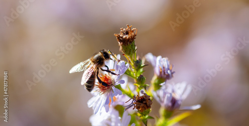 Apiculture - Abeille mellifère butinant des fleurs d'aster devant un fond flou