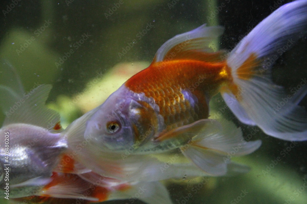 Peixes ornamentais para armonização de ambientes e torna-los tranquilo Peixes ornamentais para armonização de ambientes e torna-los tranquilo