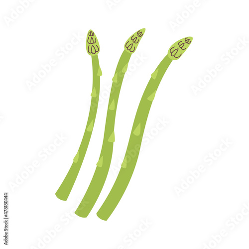 Vector green asparagus