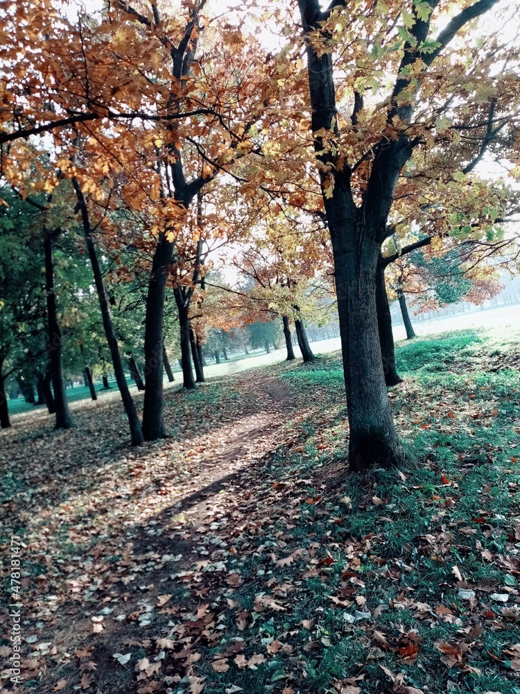 Naklejka premium autumn in the park