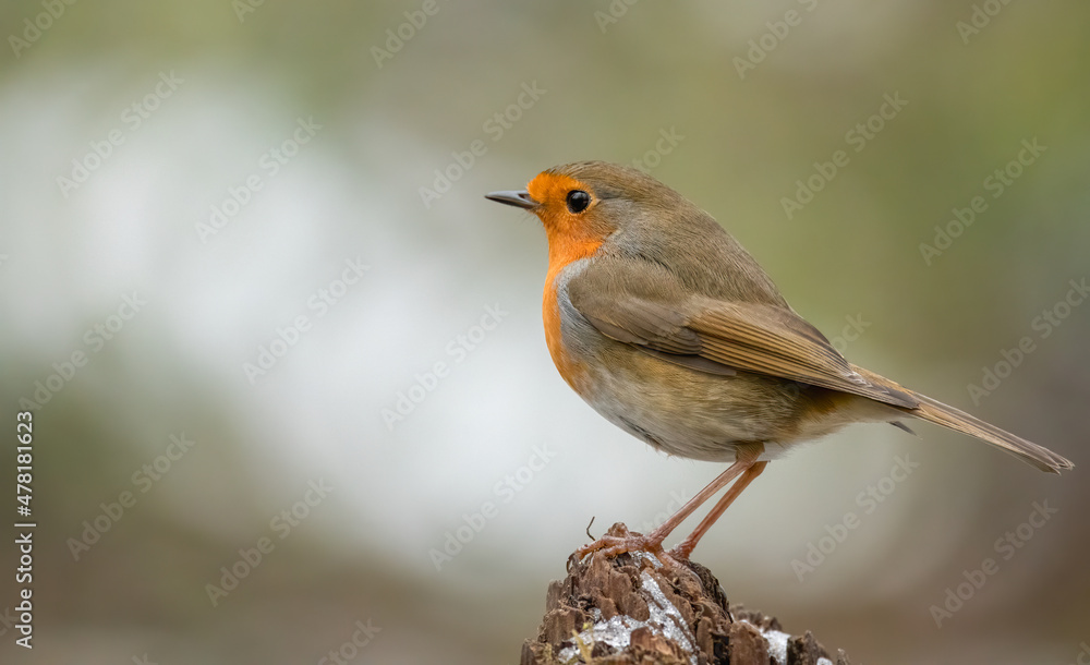 bird, robin, natur, wild lebende tiere, tier, wild, ast, bird, rot, garden, schnabel bird, robin, natur, wild lebende tiere, tier, wild, ast, bird, rot, garden, schnabel